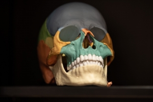 Aufbau des Schädels