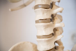 Wirbelsäule